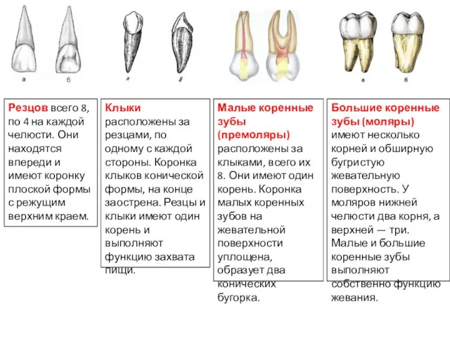 Резцов всего 8, по 4 на каждой челюсти. Они находятся впереди и