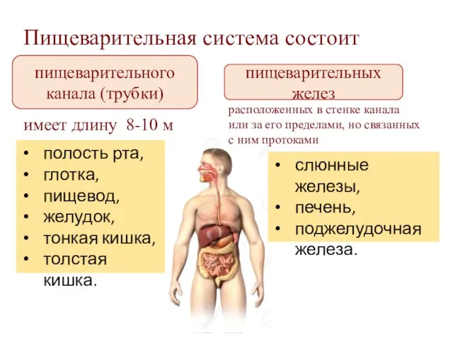 Пищеварительная система состоит пищеварительного канала (трубки) пищеварительных желез расположенных в стенке канала