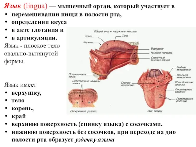 Язык (lingua) — мышечный орган, который участвует в перемешивании пищи в полости