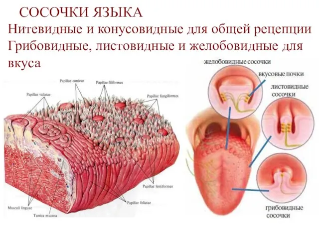 СОСОЧКИ ЯЗЫКА Нитевидные и конусовидные для общей рецепции Грибовидные, листовидные и желобовидные для вкуса