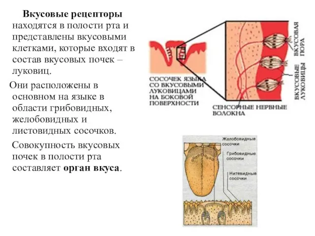 Вкусовые рецепторы находятся в полости рта и представлены вкусовыми клетками, которые входят