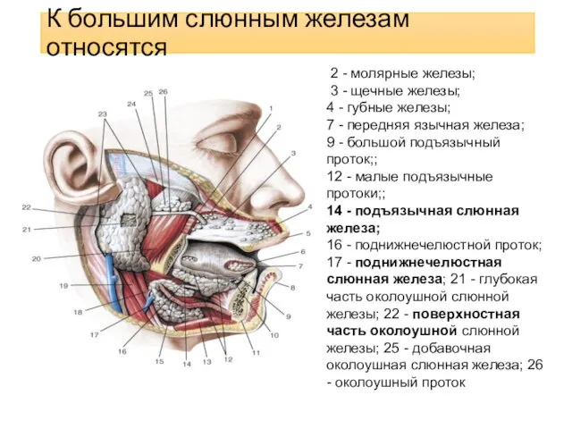 К большим слюнным железам относятся 2 - молярные железы; 3 - щечные