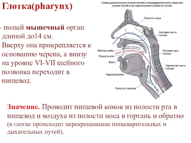 Глотка(pharynx) полый мышечный орган длиной до14 см. Вверху она прикрепляется к основанию