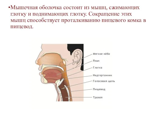 Мышечная оболочка состоит из мышц, сжимающих глотку и поднимающих глотку. Сокращение этих