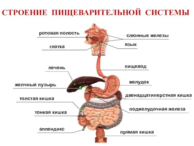 СТРОЕНИЕ ПИЩЕВАРИТЕЛЬНОЙ СИСТЕМЫ прямая кишка поджелудочная железа желудок пищевод аппендикс тонкая кишка