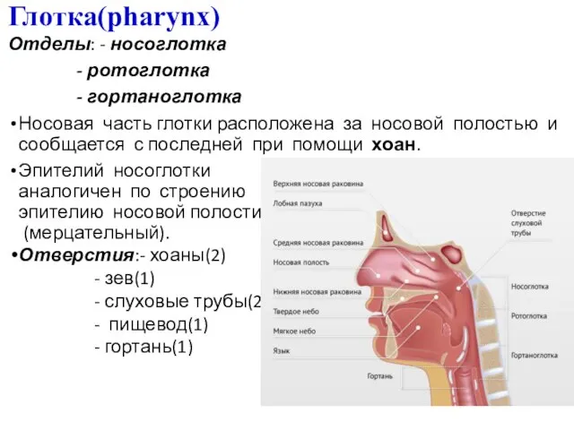 Глотка(pharynx) Отделы: - носоглотка - ротоглотка - гортаноглотка Носовая часть глотки расположена