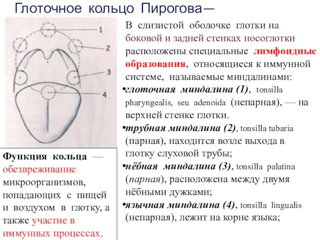 Глоточное коль­цо Пирогова— Вальдейера. В слизистой оболочке глотки на боковой и задней