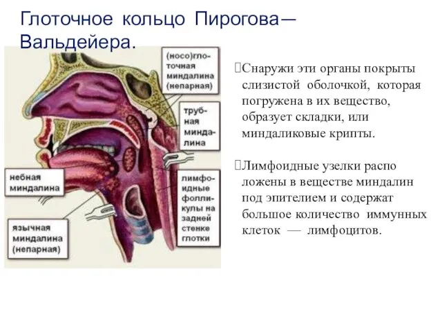 Глоточное коль­цо Пирогова— Вальдейера. Снаружи эти органы покрыты слизистой оболочкой, которая погружена
