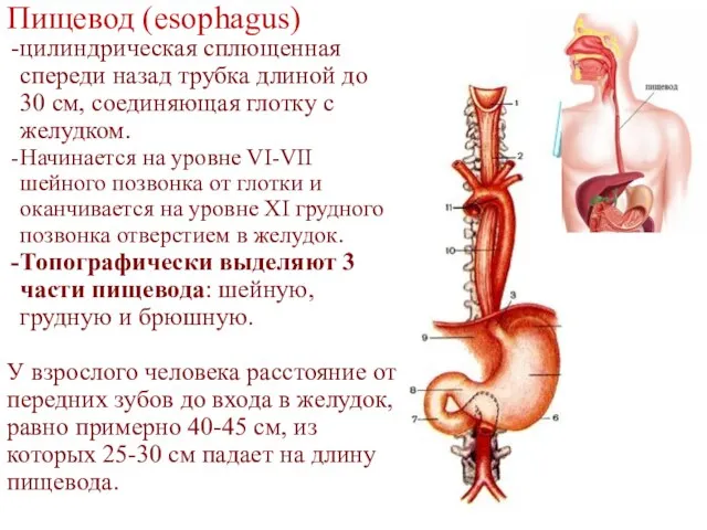 Пищевод (esophagus) цилиндрическая сплющенная спереди назад трубка длиной до 30 см, соединяющая