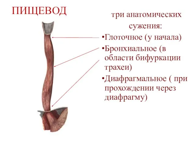 ПИЩЕВОД три анатомических сужения: Глоточное (у начала) Бронхиальное (в области бифуркации трахеи)