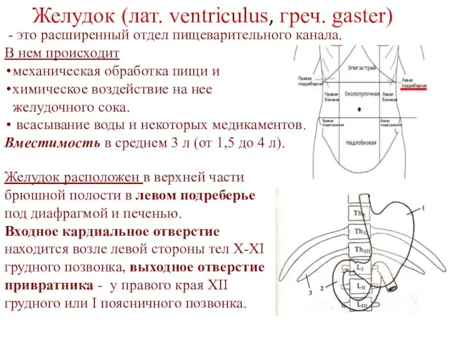 Желудок (лат. ventriculus, греч. gaster) - это расширенный отдел пищеварительного канала. В