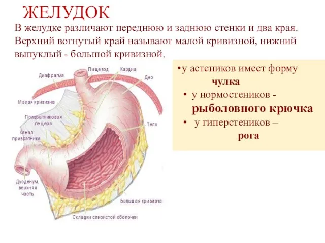 ЖЕЛУДОК у астеников имеет форму чулка у нормостеников - рыболовного крючка у