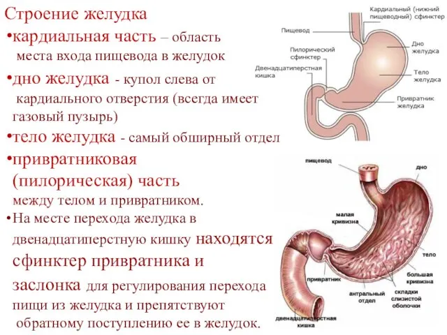 Строение желудка кардиальная часть – область места входа пищевода в желудок дно