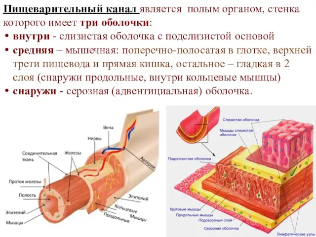 Пищеварительный канал является полым органом, стенка которого имеет три оболочки: внутри -