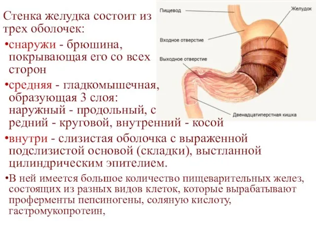 Стенка желудка состоит из трех оболочек: снаружи - брюшина, покрывающая его со