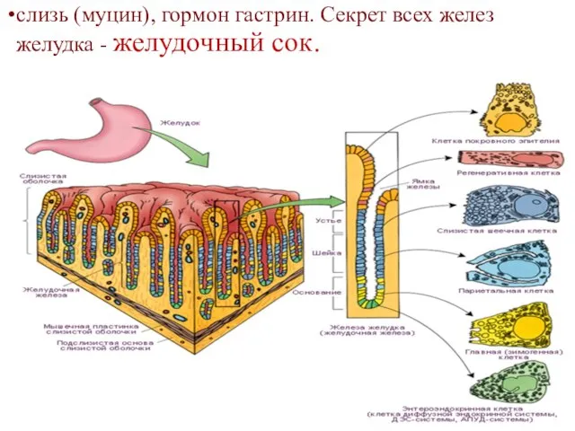 слизь (муцин), гормон гастрин. Секрет всех желез желудка - желудочный сок.