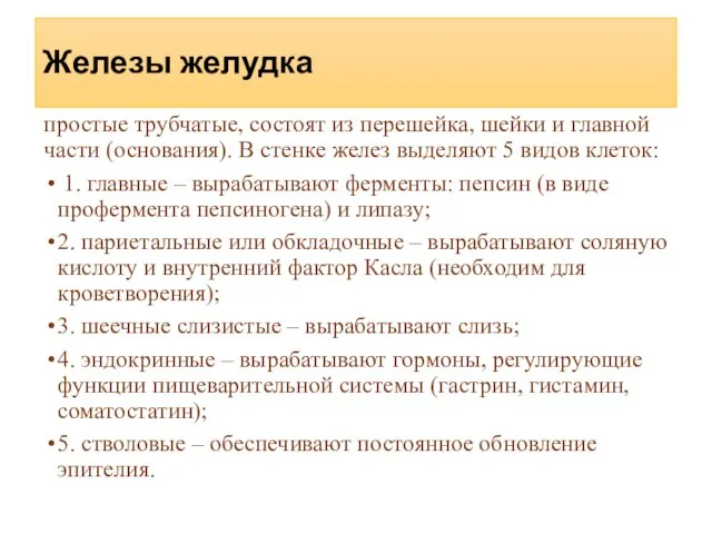 Железы желудка простые трубчатые, состоят из перешейка, шейки и главной части (основания).