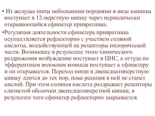 Из желудка пища небольшими порциями в виде кашицы поступает в 12-перстную кишку