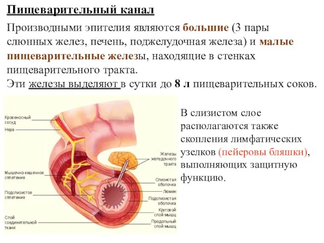 Пищеварительный канал Производными эпителия являются большие (3 пары слюнных желез, печень, поджелудочная