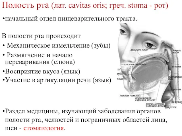 Полость рта (лат. cavitas oris; греч. stoma - рот) начальный отдел пищеварительного