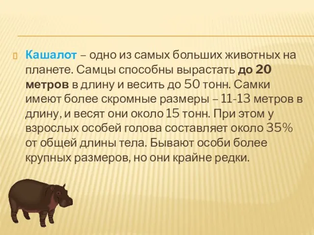 Кашалот – одно из самых больших животных на планете. Самцы способны вырастать