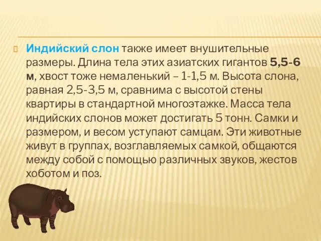 Индийский слон также имеет внушительные размеры. Длина тела этих азиатских гигантов 5,5-6