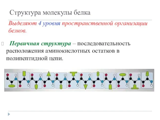 Структура молекулы белка Первичная структура – последовательность расположения аминокислотных остатков в полипептидной