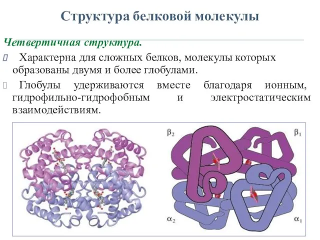 Структура белковой молекулы Четвертичная структура. Характерна для сложных белков, молекулы которых образованы