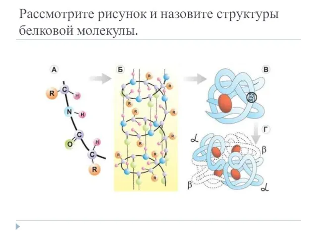 Рассмотрите рисунок и назовите структуры белковой молекулы.