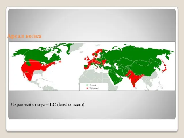 Ареал волка Охранный статус – LC (least concern)