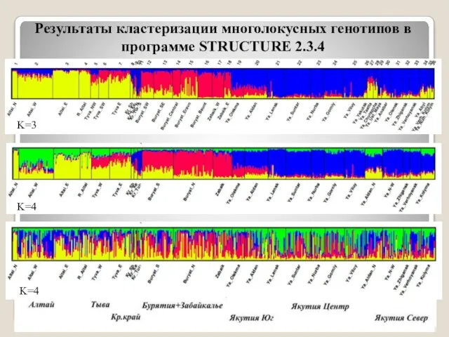 Результаты кластеризации многолокусных генотипов в программе STRUCTURE 2.3.4 K=3 K=4 K=4