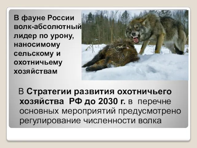 В фауне России волк-абсолютный лидер по урону, наносимому сельскому и охотничьему хозяйствам