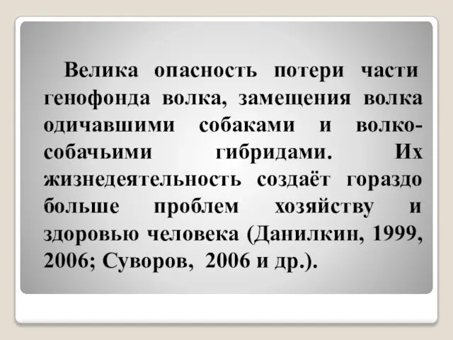 Велика опасность потери части генофонда волка, замещения волка одичавшими собаками и волко-собачьими