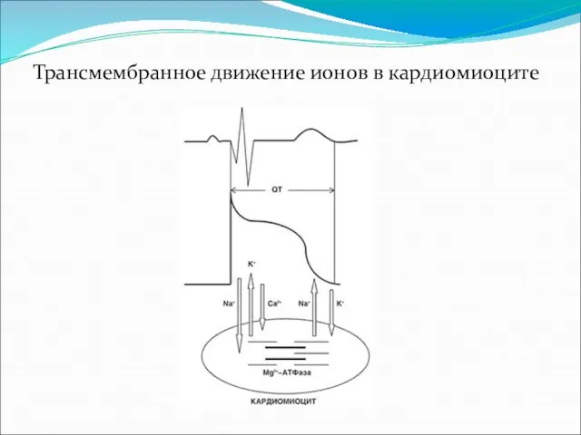 Трансмембранное движение ионов в кардиомиоците