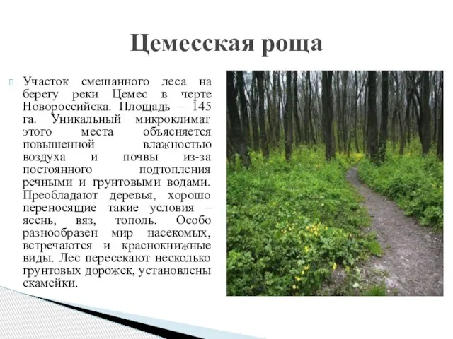 Участок смешанного леса на берегу реки Цемес в черте Новороссийска. Площадь –