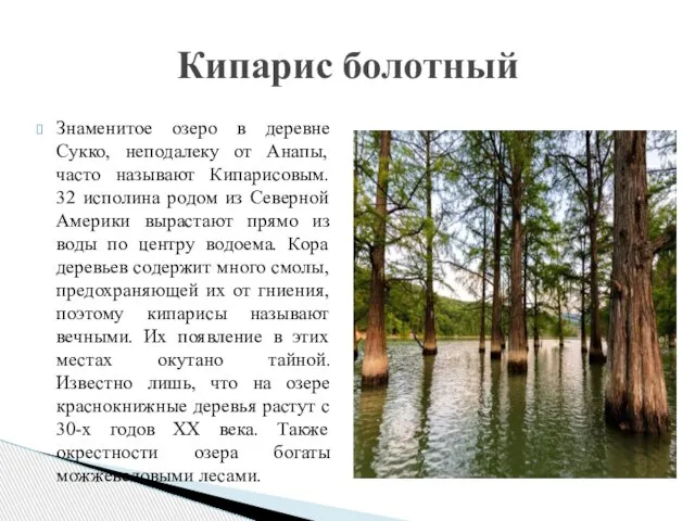 Знаменитое озеро в деревне Сукко, неподалеку от Анапы, часто называют Кипарисовым. 32