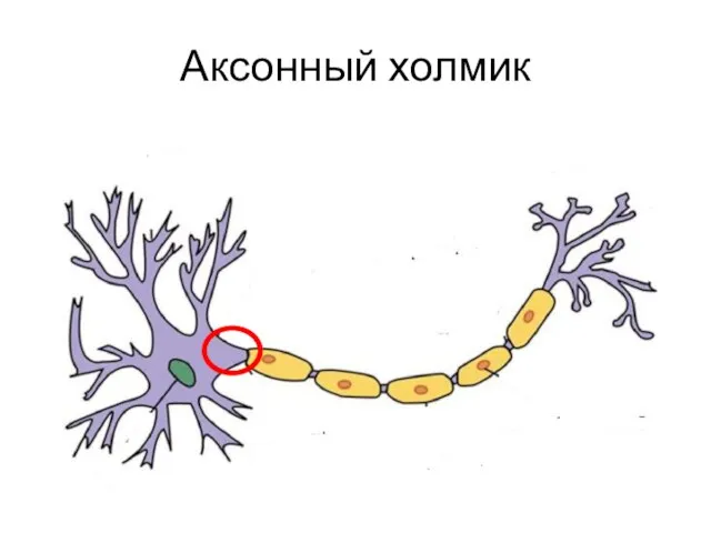 Аксонный холмик