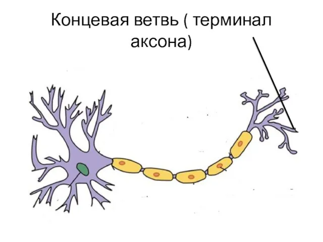 Концевая ветвь ( терминал аксона)