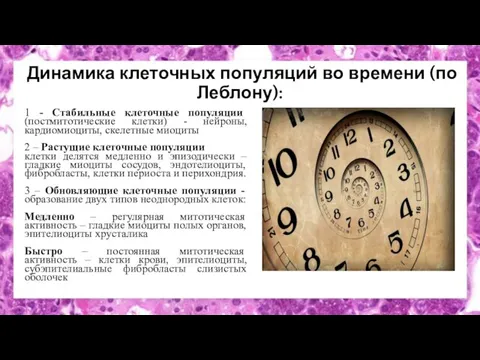 Динамика клеточных популяций во времени (по Леблону): 1 - Стабильные клеточные популяции