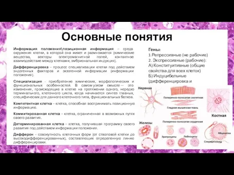 Основные понятия Информация положения\позиционная информация – среда окружения клетки, в которой она