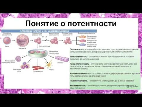 Понятие о потентности