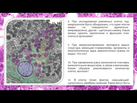 8. При исследовании различных клеток под микроскопом было обнаружено, что одни клетки