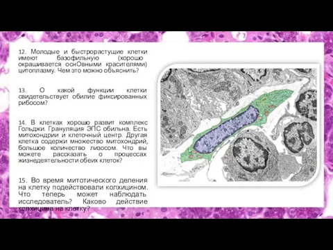 12. Молодые и быстрорастущие клетки имеют базофильную (хорошо окрашивается оснОвными красителями) цитоплазму.