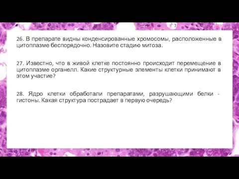 26. В препарате видны конденсированные хромосомы, расположенные в цитоплазме беспорядочно. Назовите стадию