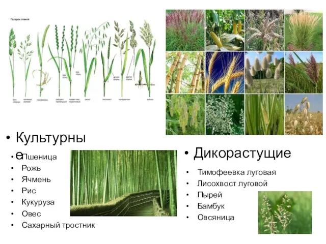 Культурные Пшеница Рожь Ячмень Рис Кукуруза Овес Сахарный тростник Дикорастущие Тимофеевка луговая