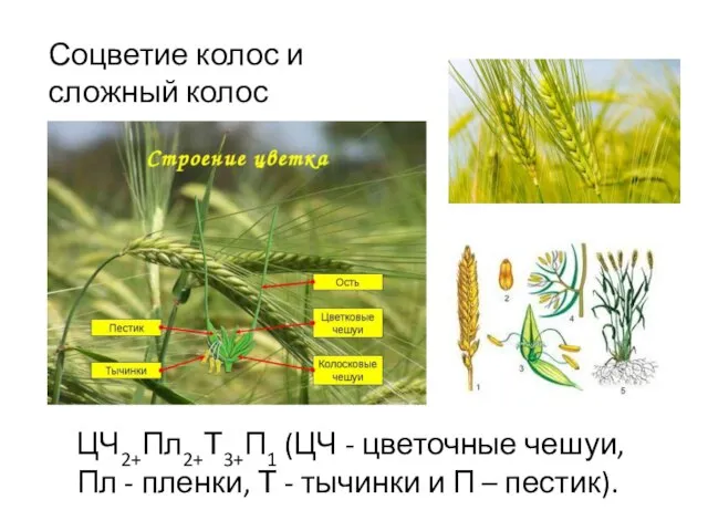 Соцветие колос и сложный колос ЦЧ2+Пл2+Т3+П1 (ЦЧ - цветочные чешуи, Пл -