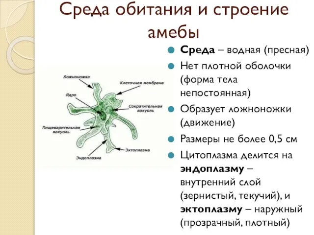 Среда обитания и строение амебы Среда – водная (пресная) Нет плотной оболочки