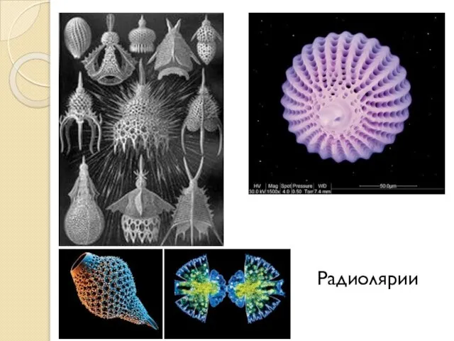 Радиолярии