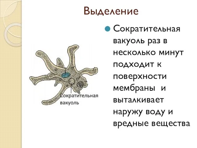 Выделение Сократительная вакуоль раз в несколько минут подходит к поверхности мембраны и