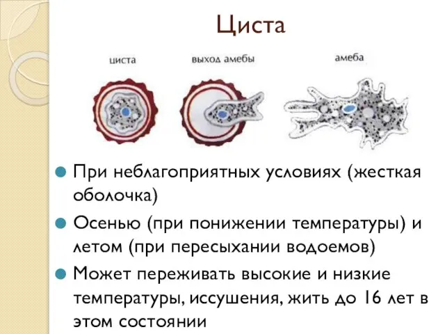 Циста При неблагоприятных условиях (жесткая оболочка) Осенью (при понижении температуры) и летом